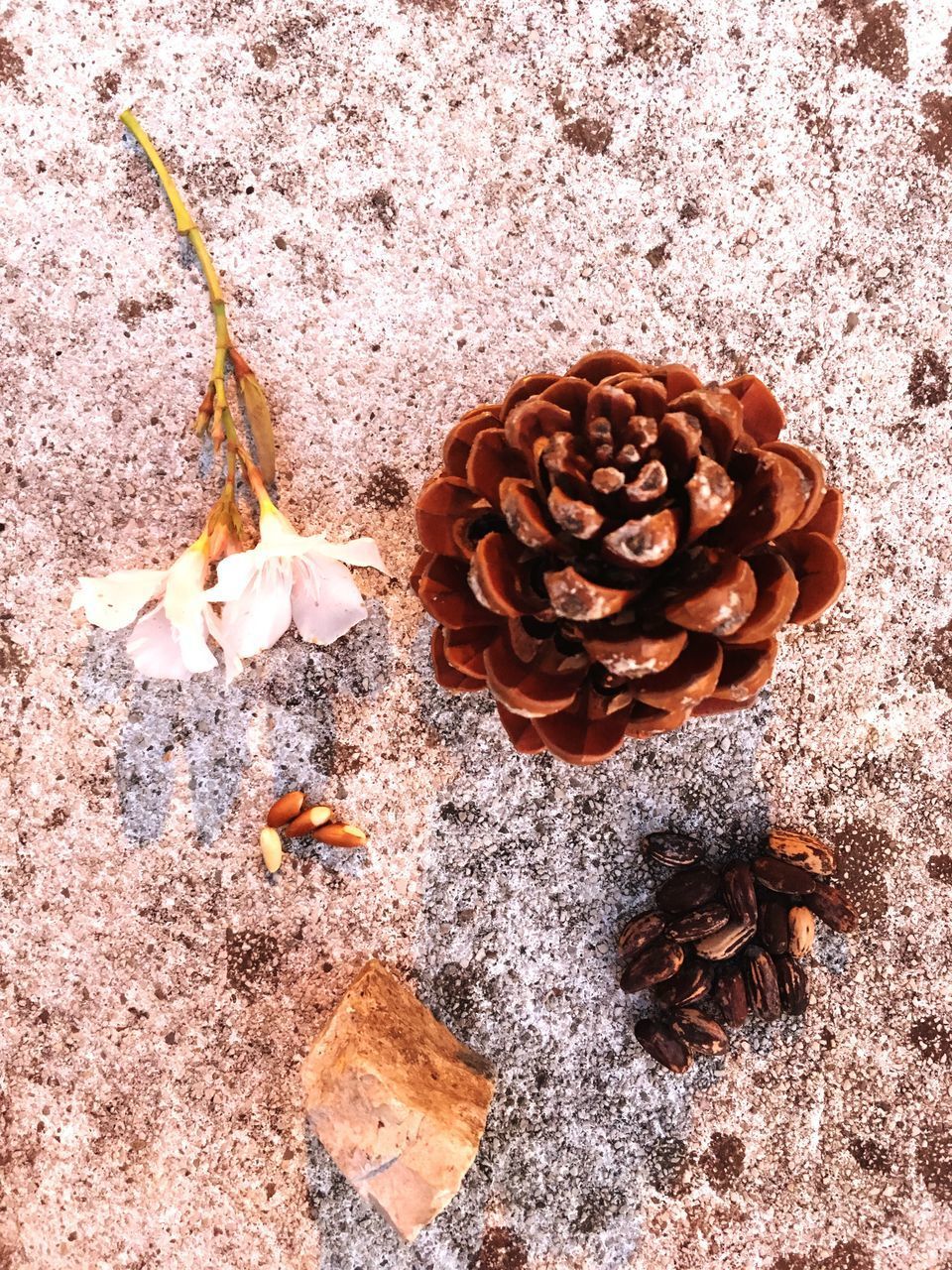 HIGH ANGLE VIEW OF DRIED PLANT ON RED LAND