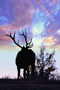 Silhouette horse standing on field against sky