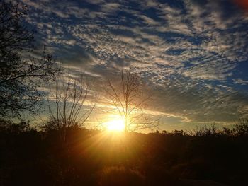Silhouette trees against sky during sunset
