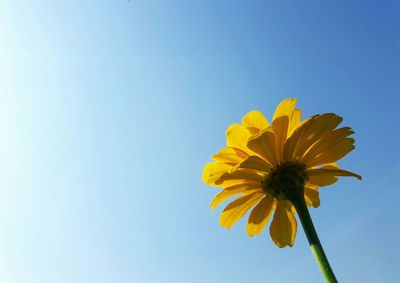 Close-up of yellow cosmos flower against clear blue sky