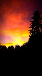 Silhouette of tree at sunset