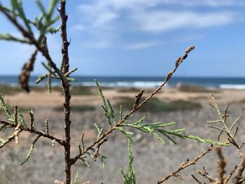 Close-up of plant on beach against sky