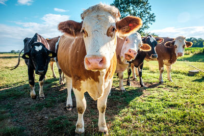 Cows standing on field against sky