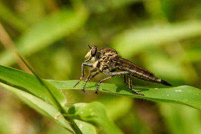 Close-up of insect on plant