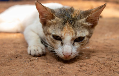 Close-up of cat