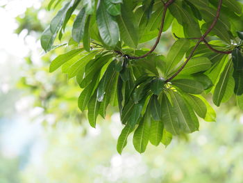 Low angle view of leaves on tree