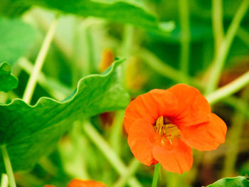 Close-up of orange flowering plant