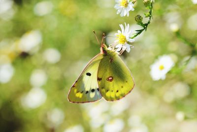 Close-up of butterfly pollinating on flower
