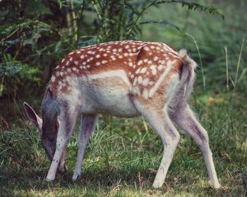 Deer grazing on field