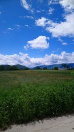 Scenic view of field against sky