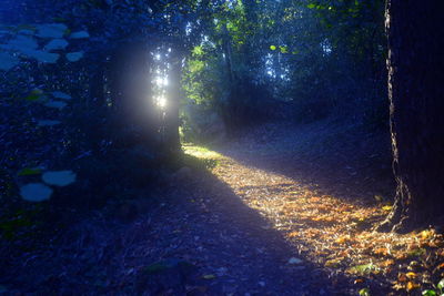 Sunlight streaming through trees in forest