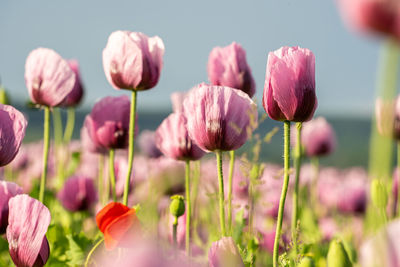 Close-up of pink poppies on field