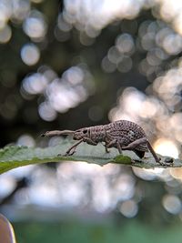 Close-up of a lizard