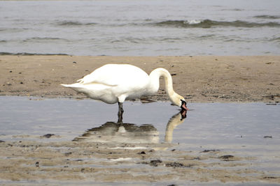 White swan on the beach