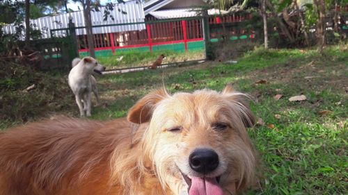 View of golden retriever