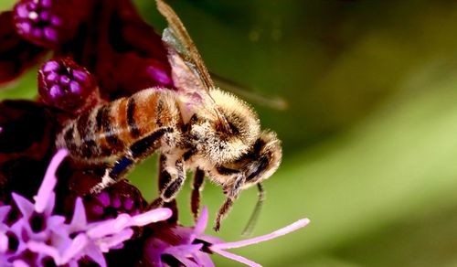 Close-up of bee pollinating on flower