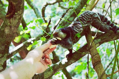 Full length of hand holding tree