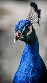 Close-up portrait of peacock