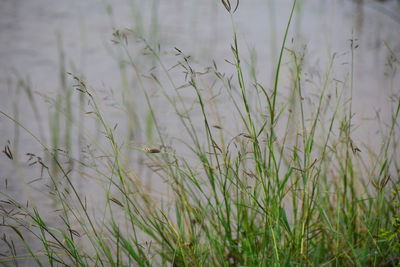 Close-up of grass on field