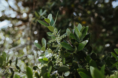 Close-up of flowering olives on field