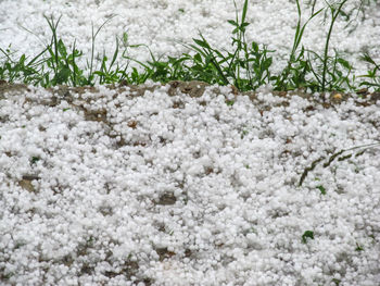 Close-up of snow on plants during winter