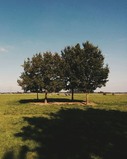 Tree on field against clear sky