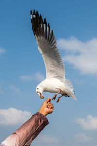 Seagull flying to catch food on the hand of a tourist nearby