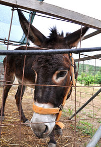 Close-up of horse in ranch