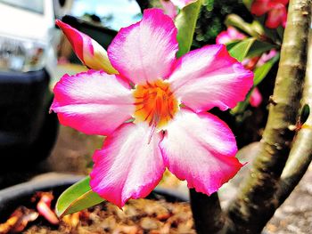 Close-up of pink hibiscus blooming outdoors