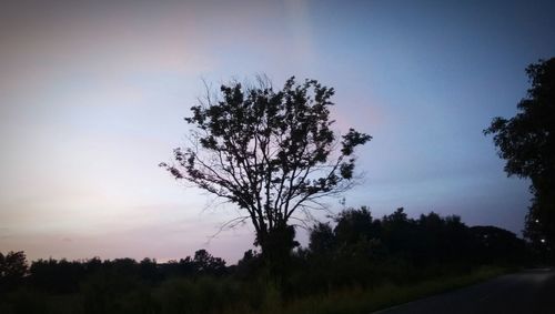 Silhouette trees on field against sky at sunset