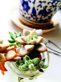 Close-up of food in plate