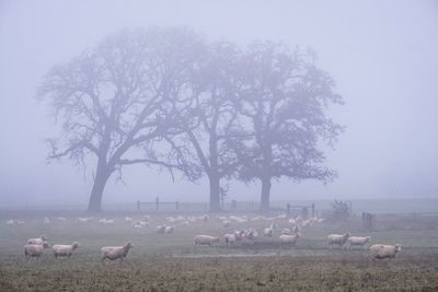 Flock of sheep grazing on field during winter