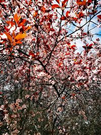 Low angle view of pink flowers on tree