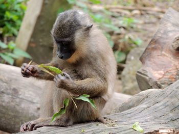 Close-up of monkey eating food