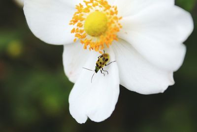Close-up of insect on flower