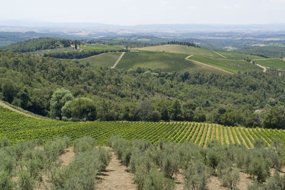 Scenic view of vineyard