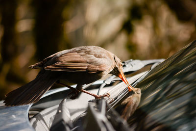 Close-up of bird perching outdoors