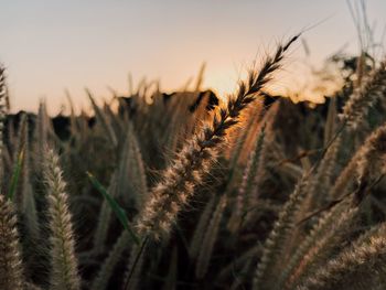 Close-up of wheat growing on field against sky