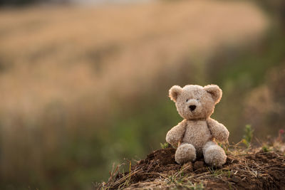 Teddy bear on field