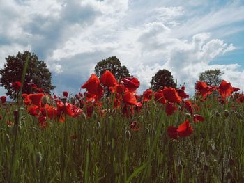 Red flowering plants on field against sky