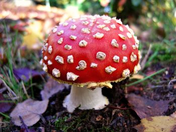 Close-up of fly agaric mushroom growing outdoors