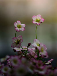 Close-up of pink flowering plant