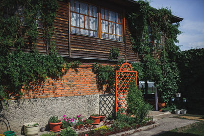 Potted plants on wall of building