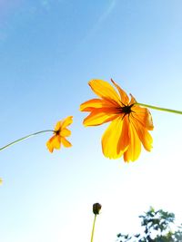 Low angle view of yellow flowering plant against clear sky