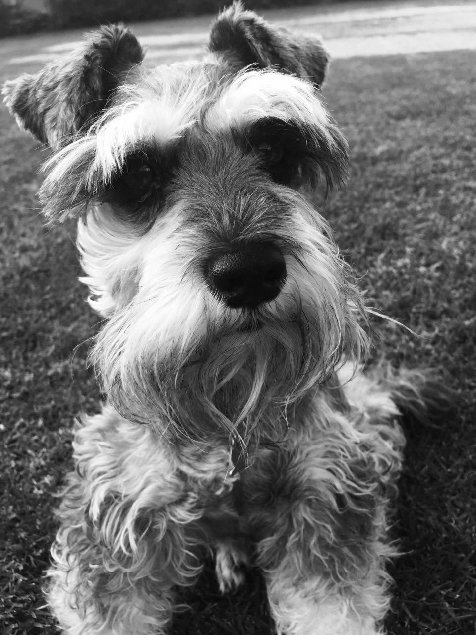 dog, domestic animals, pets, mammal, animal themes, one animal, animal hair, field, close-up, canine, no people, looking at camera, portrait, grass, focus on foreground, day, relaxation, outdoors, puppy, animal head