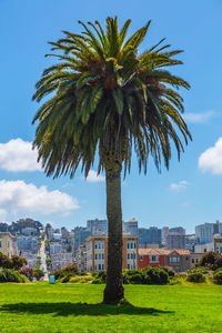 Palm tree on a green field against a background of a slope in san francisco.