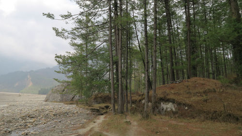 Scenic view of forest against sky