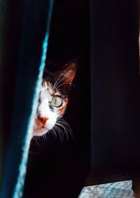 Close-up portrait of a cat