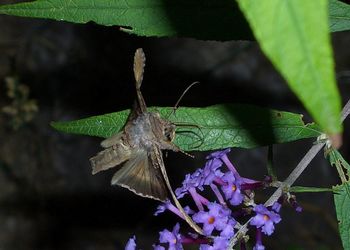 Close-up of butterfly on flower