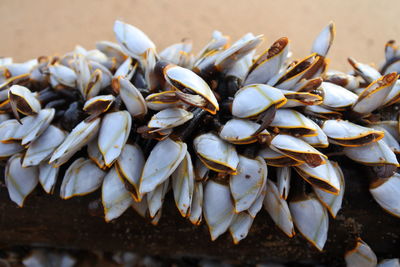 High angle view of shells on ground